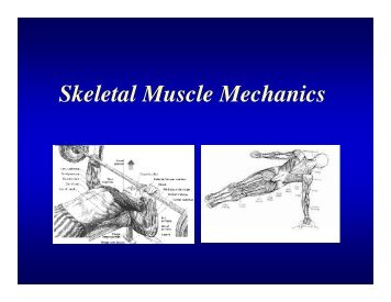 Skeletal Muscle Mechanics