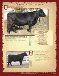 Lots 1-15 - SaskLivestock