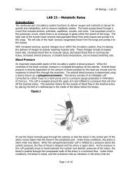 AP Lab 23 - Metabolic Rates
