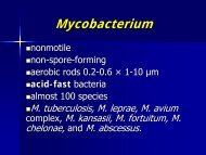 Mycobacterium leprae