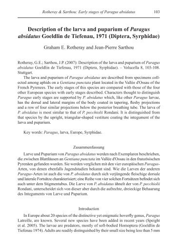 Description of the larva and puparium of Paragus absidatus Goeldlin ...