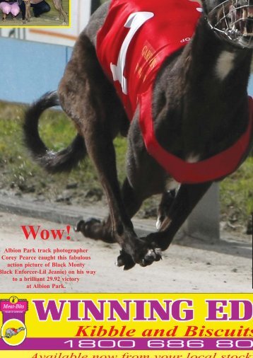 February'08 - Greyhounds Queensland