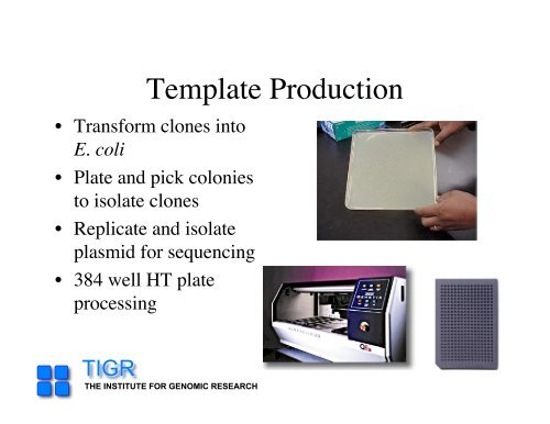 sequencing gap - Rice Genome Annotation Project