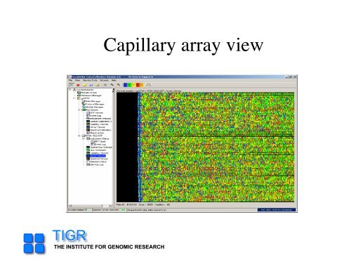 sequencing gap - Rice Genome Annotation Project