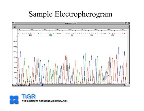 sequencing gap - Rice Genome Annotation Project