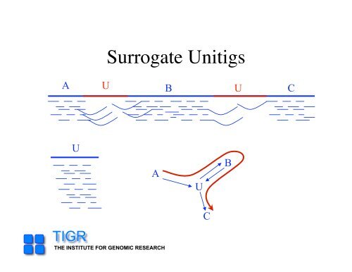 sequencing gap - Rice Genome Annotation Project