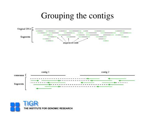 sequencing gap - Rice Genome Annotation Project