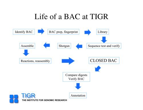 sequencing gap - Rice Genome Annotation Project