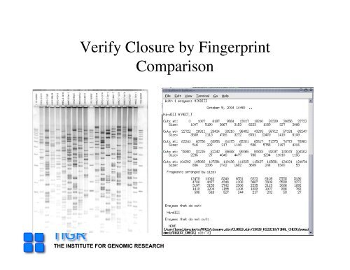 sequencing gap - Rice Genome Annotation Project