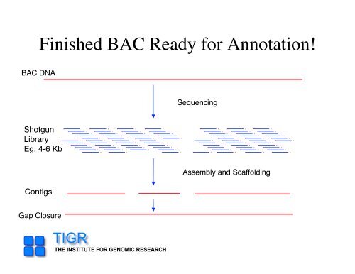 sequencing gap - Rice Genome Annotation Project