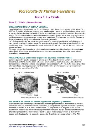 Tema 7: La CÃ©lula - Hipertextos del Ãrea de la BiologÃ­a