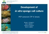 Development of in vitro sponge cell culture - Wageningen UR