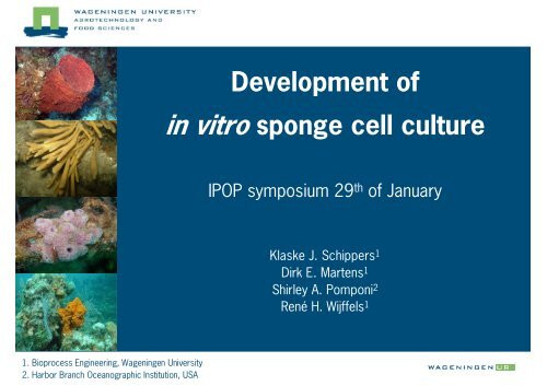Development of in vitro sponge cell culture - Wageningen UR