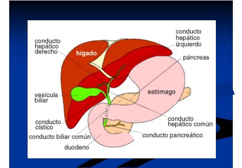 FUNCION HEPATICA - Facultad de Medicina UFRO - Universidad ...