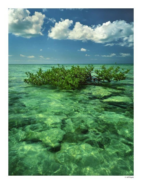 Climate Change Action Plan for the Florida Reef System 2010-2015