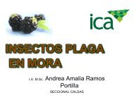 insectos plaga en mora