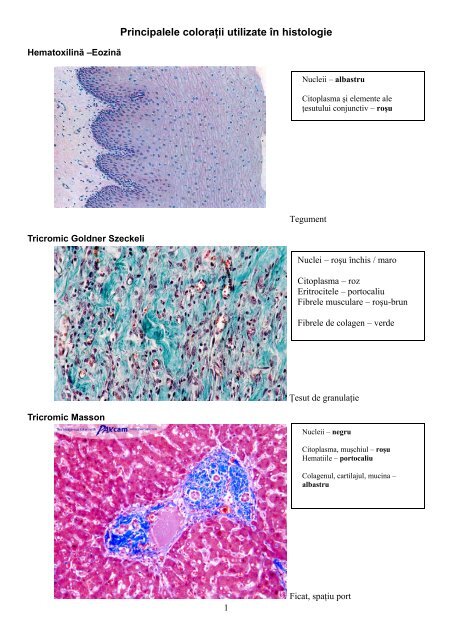 Principalele coloraÅ£ii utilizate Ã®n histologie