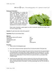 LAB_Chromatography of Spinach.611 - nnhsbergbio