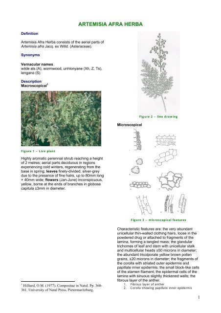 ARTEMISIA AFRA HERBA - PlantZAfrica