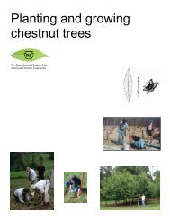 Planting and growing chestnut trees - The American Chestnut ...