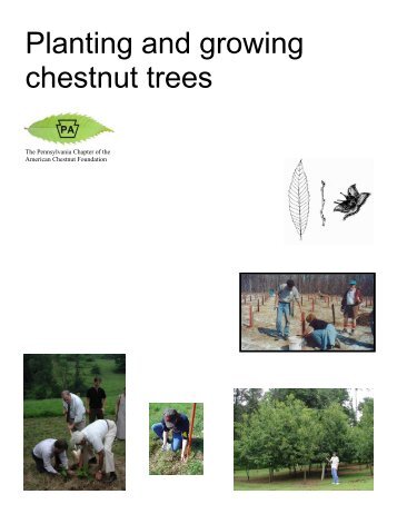 Planting and growing chestnut trees - The American Chestnut ...