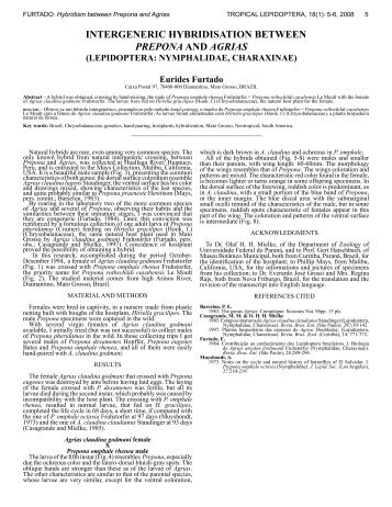 intergeneric hybridisation between prepona and agrias