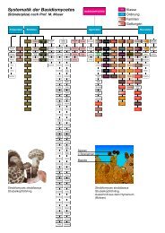 Systematik der Basidiomycetes - pilze-basel