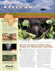 Small Victories Offer New Hope for Mountain Gorillas