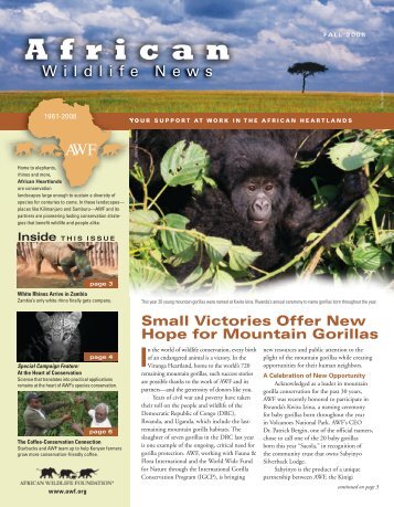 Small Victories Offer New Hope for Mountain Gorillas