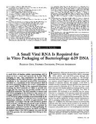 in Vitro Packaging of Bacteriophage 29 DNA