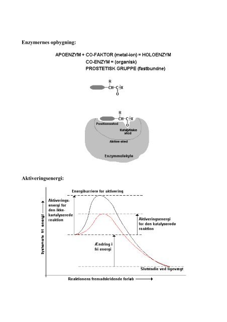 ENZYMER Kendesgerninger: Enzymer er proteiner â Et enzym - et ...
