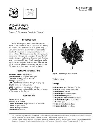 Juglans nigra Black Walnut - Environmental Horticulture - University ...