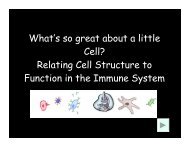 What's so great about a little Cell? - Life Sciences Outreach Program