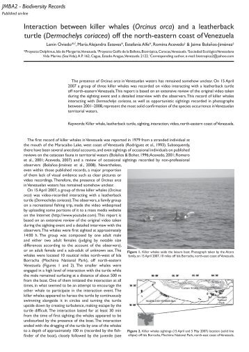 Interaction between killer whales (Orcinus orca ... - Mar de CetÃ¡ceos