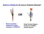 MUSCLE SPINDLES OR GOLGI TENDON ORGANS?