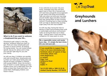 Greyhounds and Lurchers - Dogs Trust Ireland