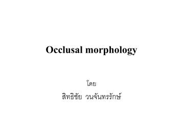 Occlusal morphology functional cusp: