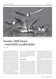 Vuoden 2008 linnut – naurulokki ja pikkulokki - BirdLife Suomi