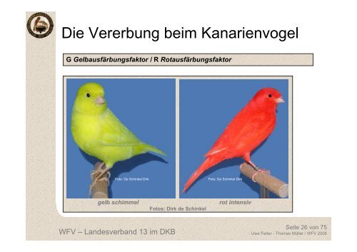 Die Vererbung beim Kanarienvogel