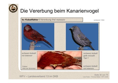 Die Vererbung beim Kanarienvogel