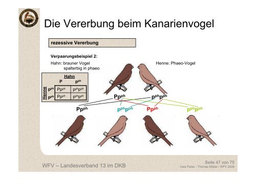 Die Vererbung beim Kanarienvogel