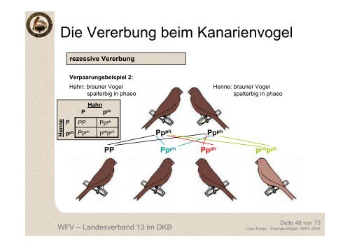 Die Vererbung beim Kanarienvogel