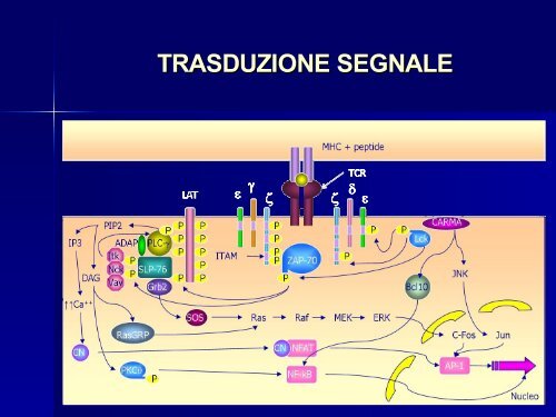 T-cell receptor (TCR) signalling