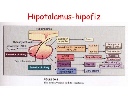 Endokrin Sistem ve Hastaliklari.pdf