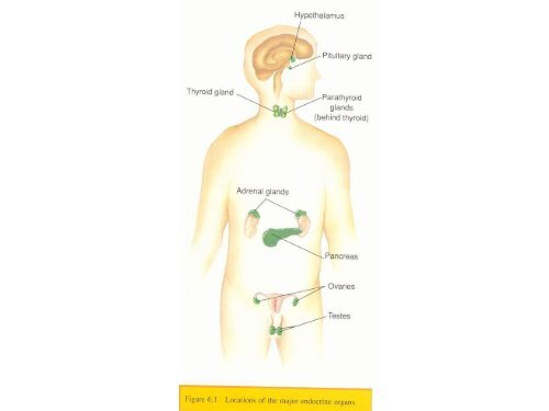 Endokrin Sistem ve Hastaliklari.pdf