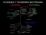 Proteobacteria