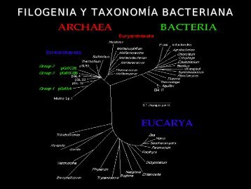 Proteobacteria