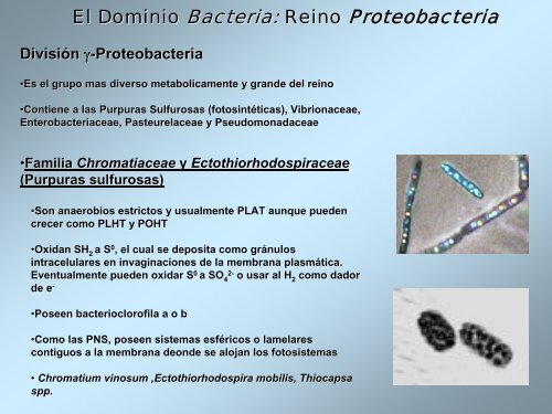 Proteobacteria