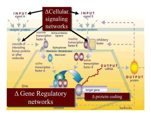 Comparative Genome Analysis