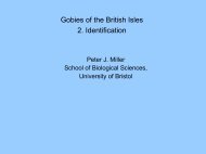 British Gobies 2012 (2).pdf